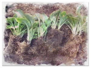 Dividing hostas pictures