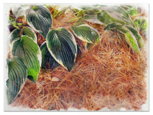 Mulching hostas picturs