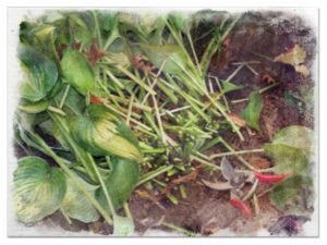 Pruning hostas pictures