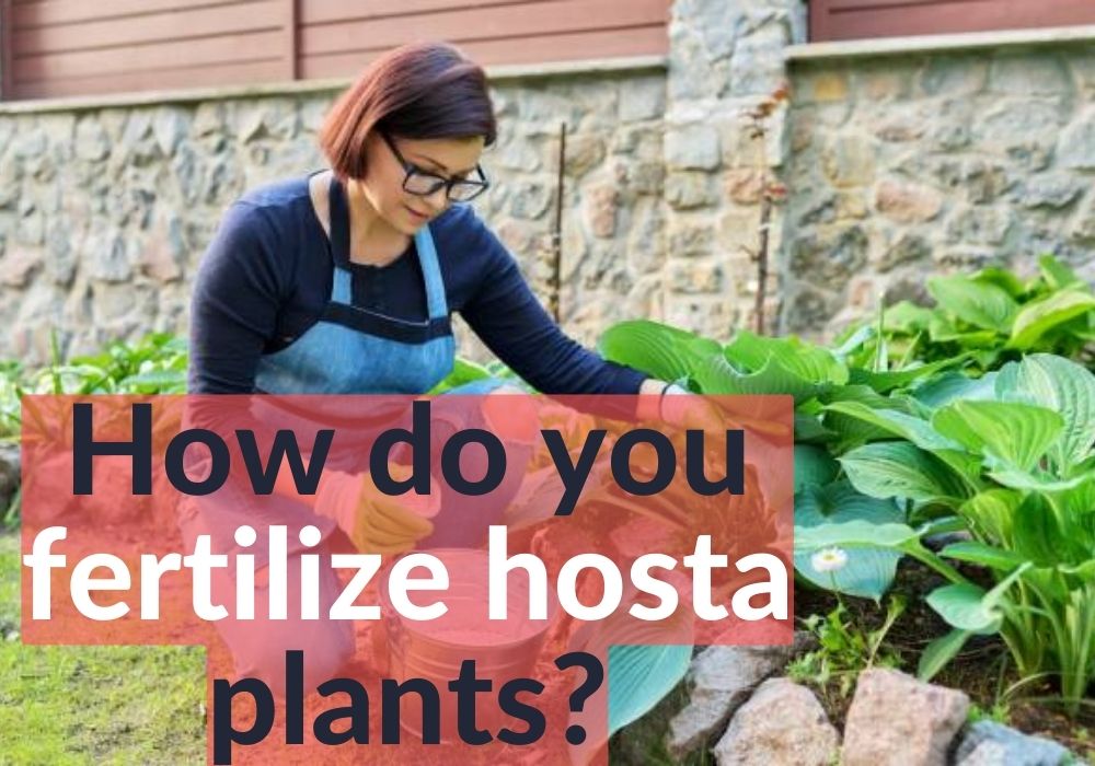 How do you fertilize hosta plants?
