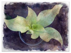 White Feather pictures
