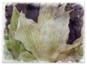 White Feather pictures