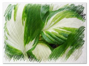 White hostas pictures