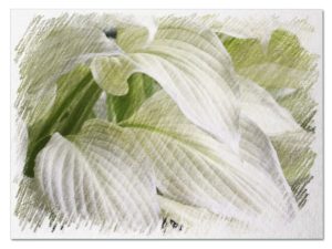 White hostas pictures
