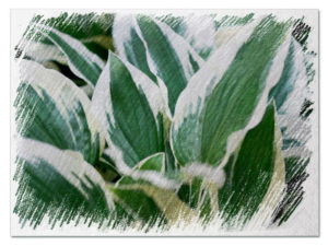 White hostas pictures