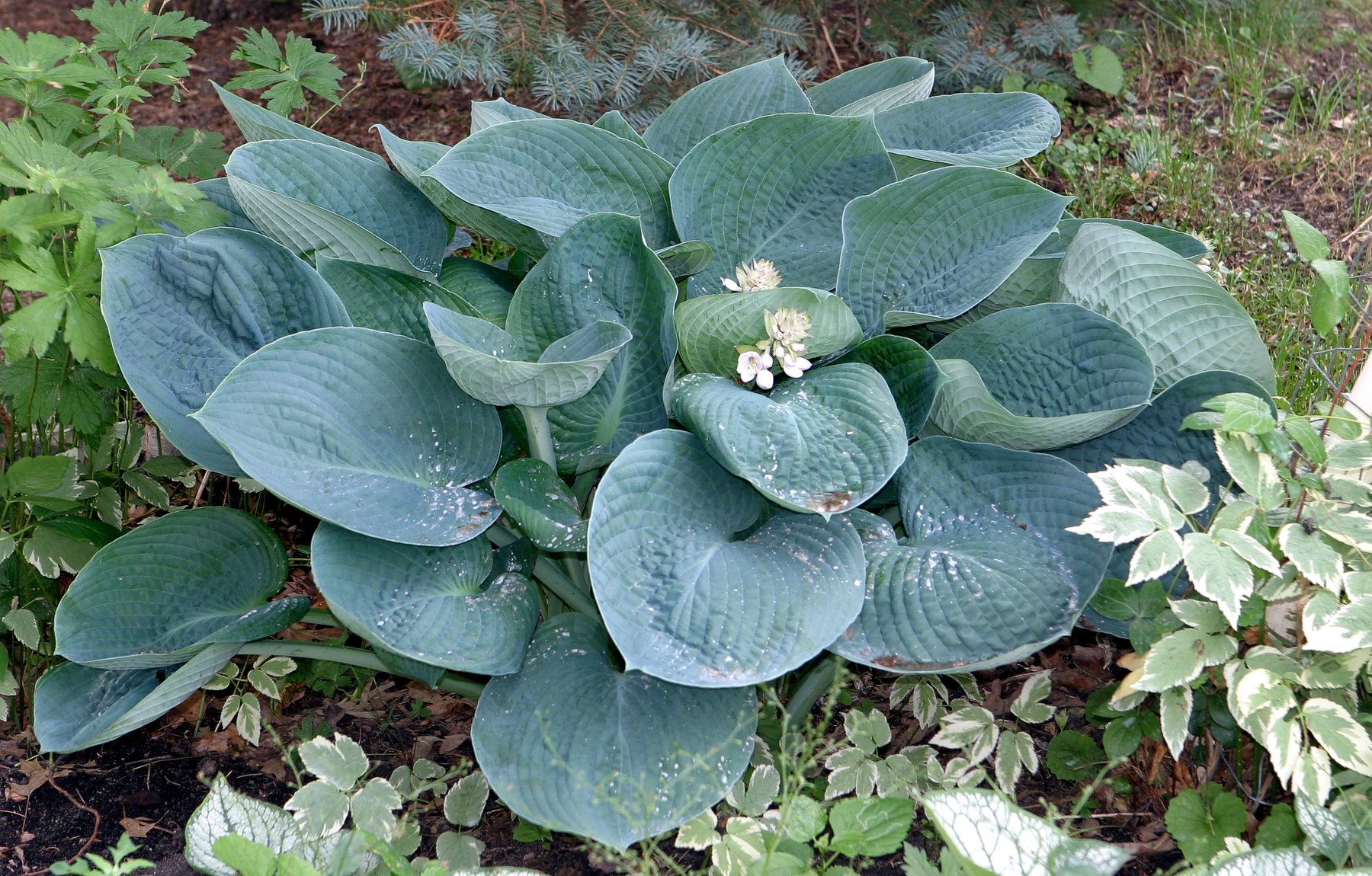 Photograph of Hosta 'Abiqua Drinking Gourd'