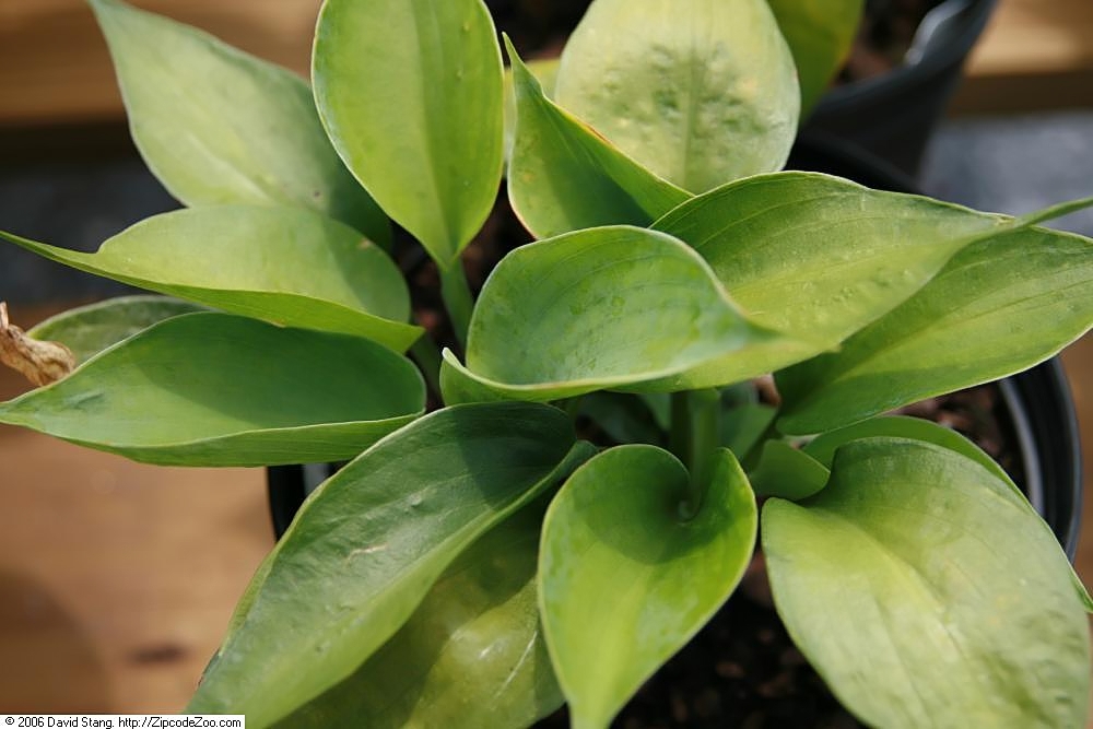 Photograph of Hosta 'Abiqua Drinking Gourd'