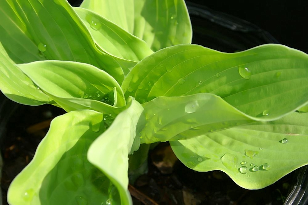 Photograph of Hosta 'Abiqua Moonbeam'