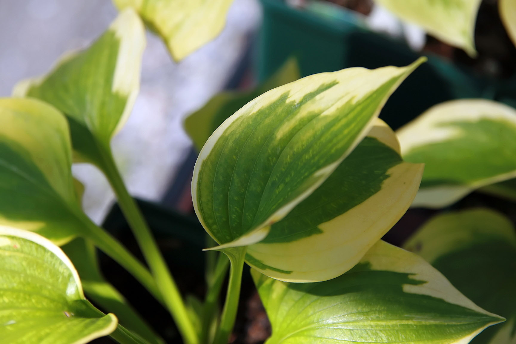 Hosta 'Afternoon Delight'