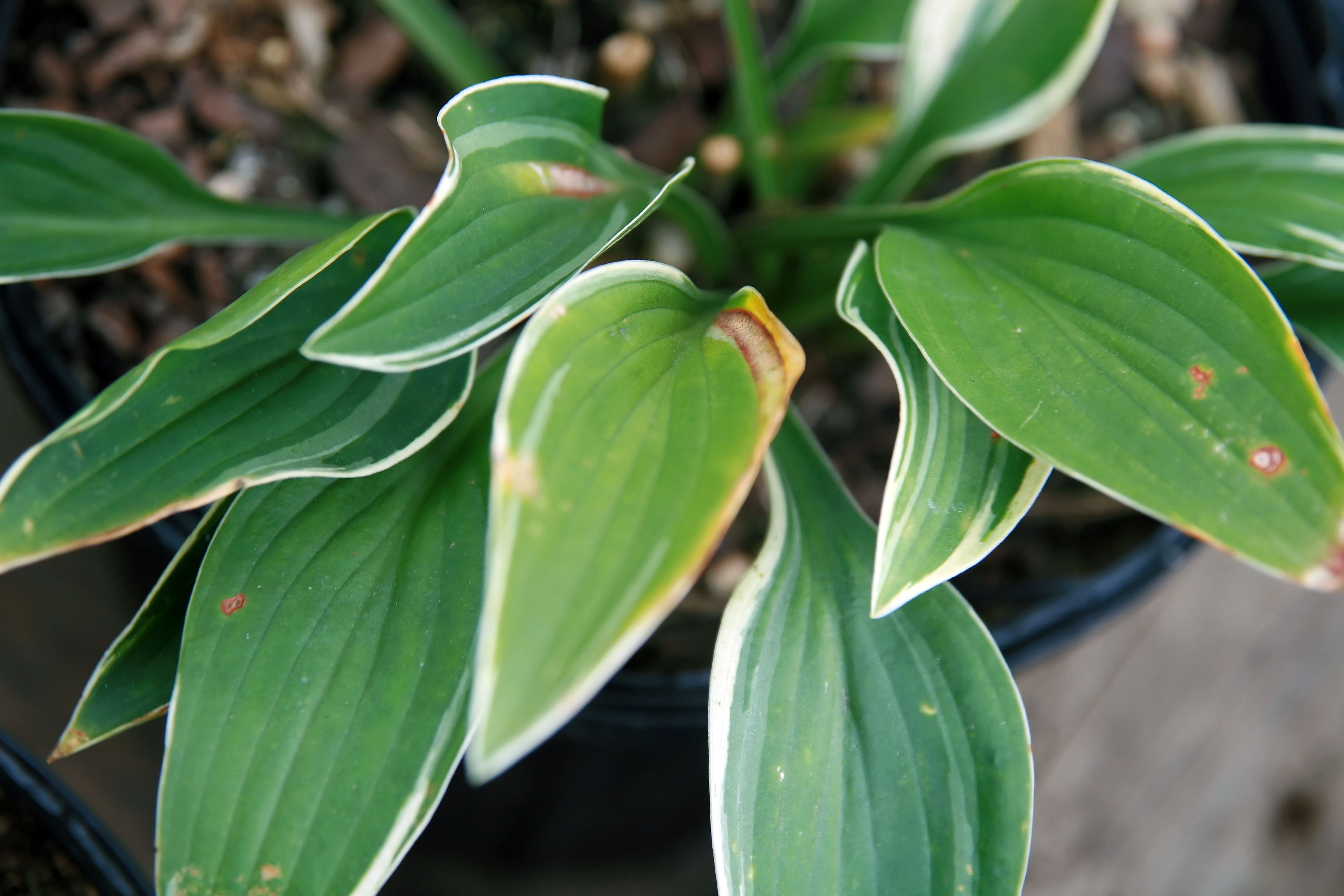 Hosta 'Allan P. McConnell'