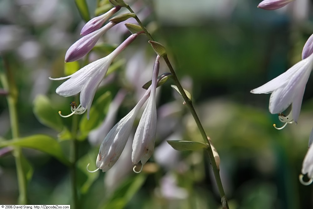 Photograph of Hosta 'Allegan Fog'