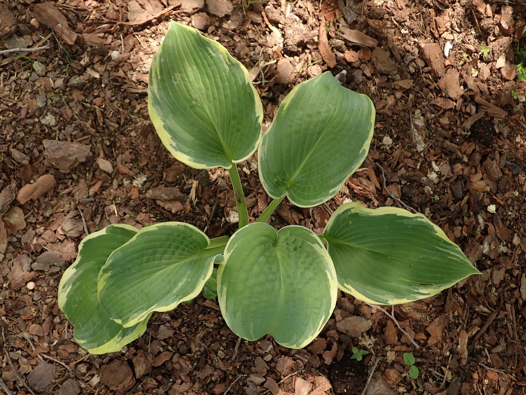 Hosta 'American Halo'