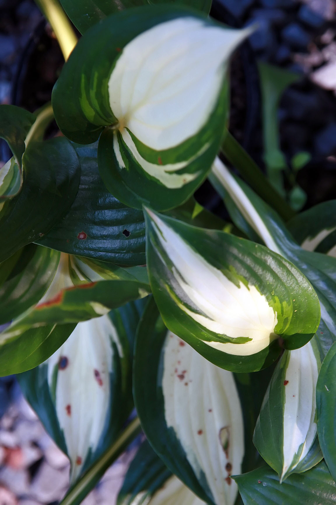 Photograph of Hosta 'American Sweetheart'