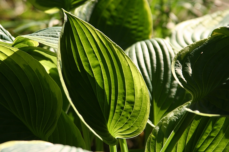 Hosta 'Andrew'