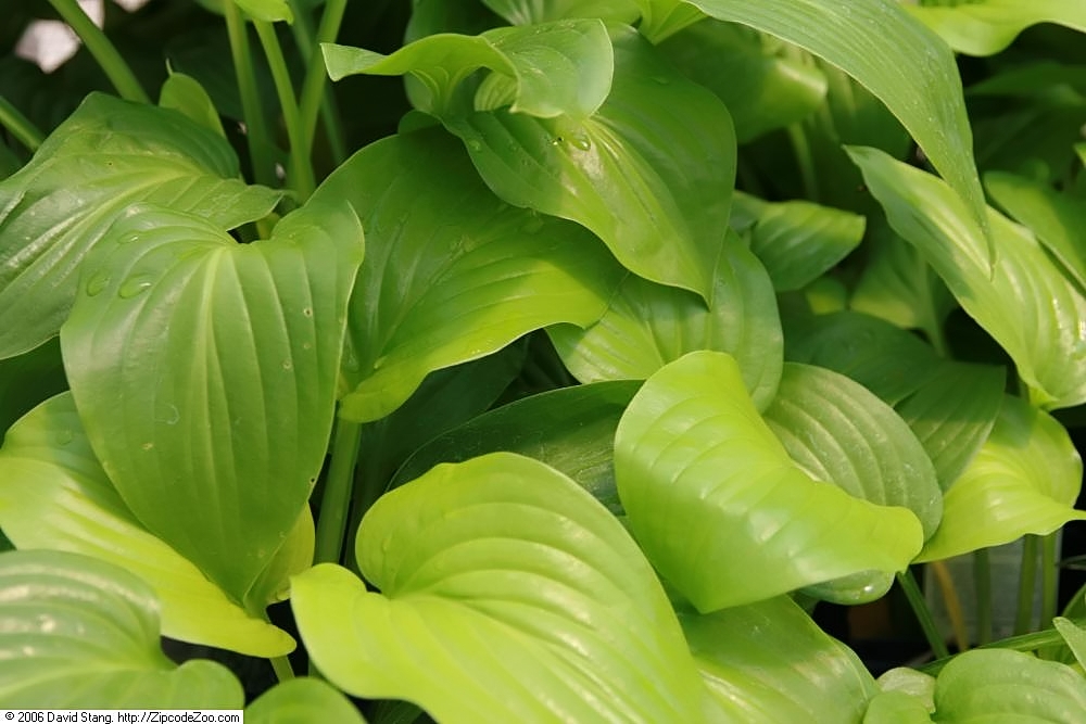 Hosta 'Aphrodite'