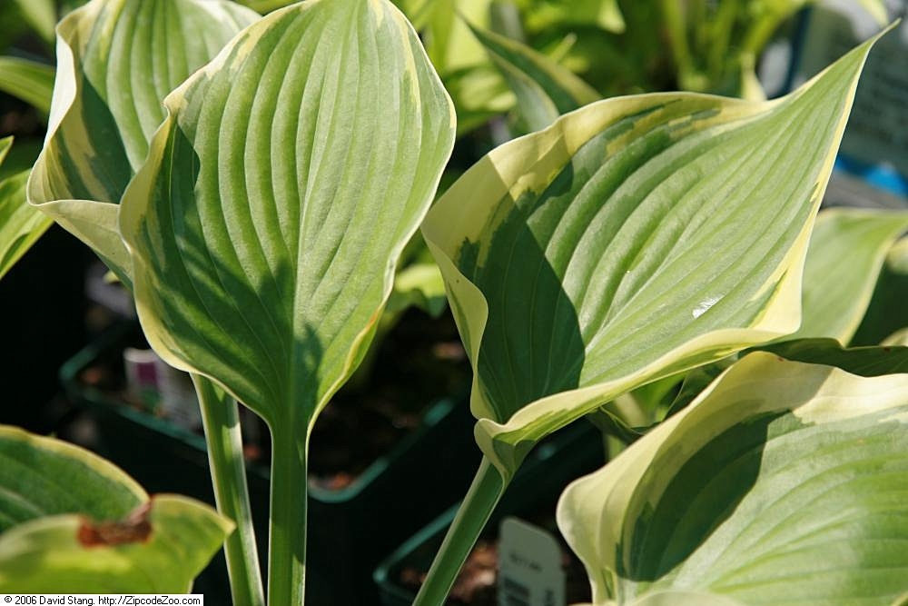 Hosta 'Arc de Triomphe'