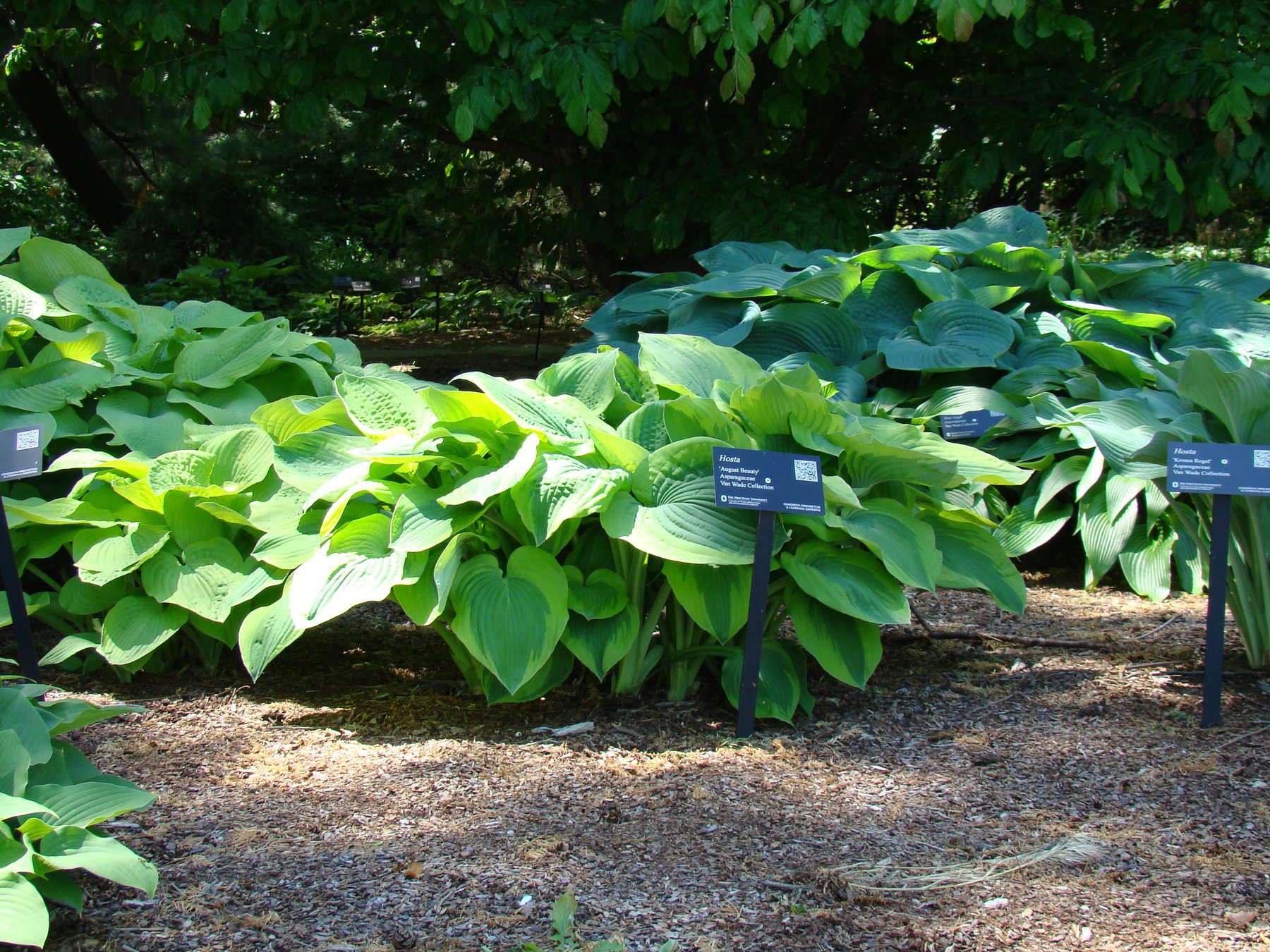 Photograph of Hosta 'August Beauty'
