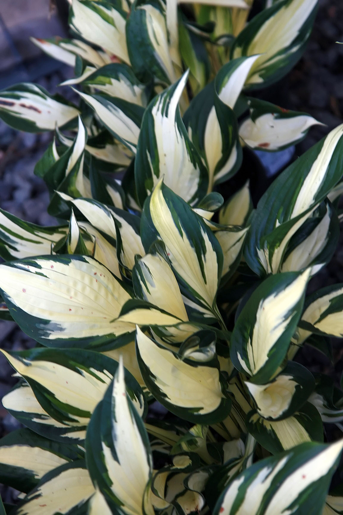 Hosta 'August Fire'