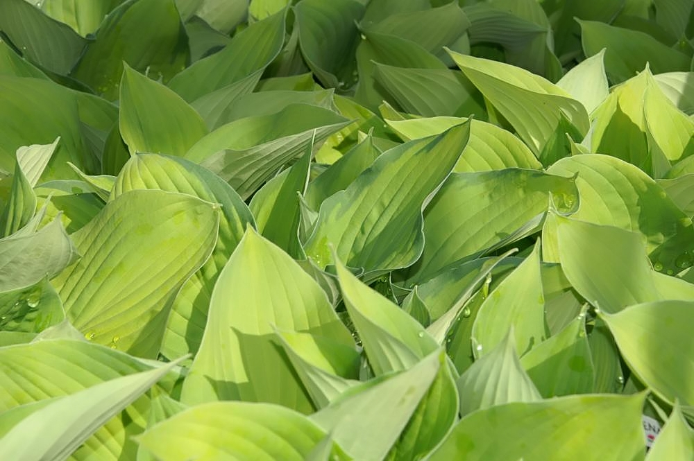 Hosta 'August Moon'