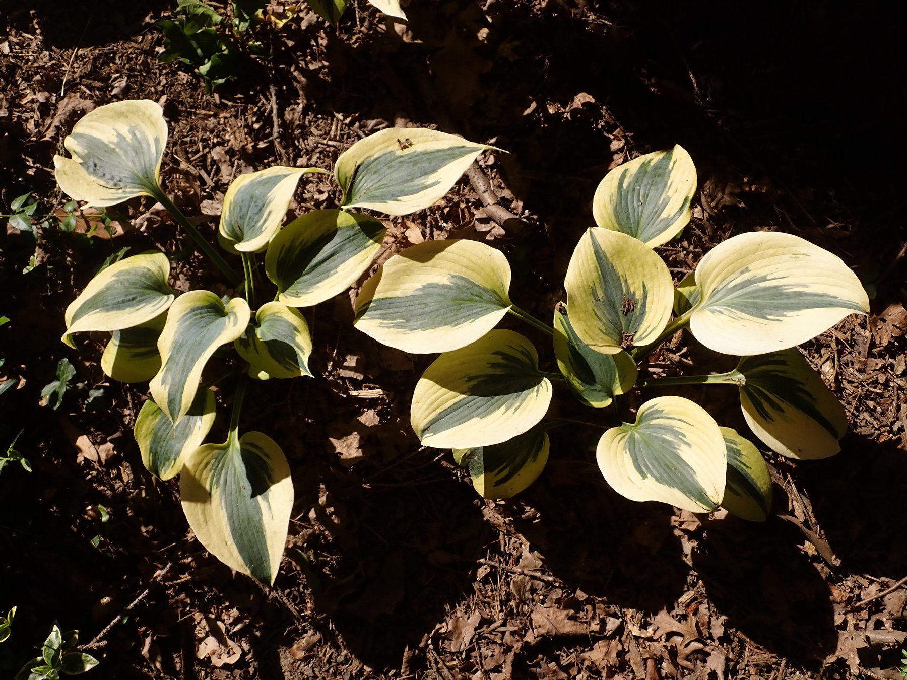 Hosta 'Autumn Frost'