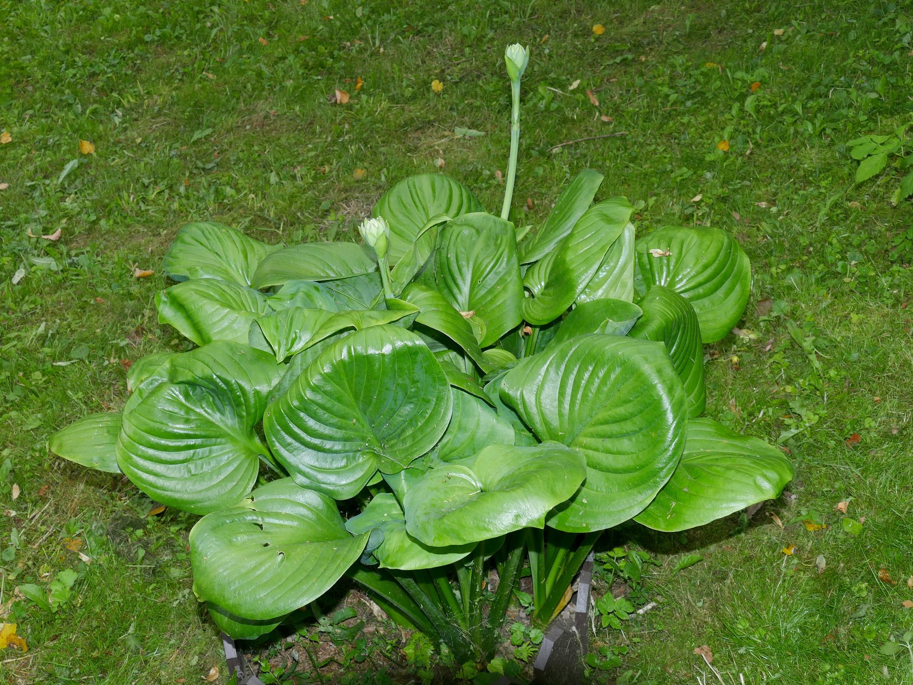 Photograph of Hosta 'Avocado'