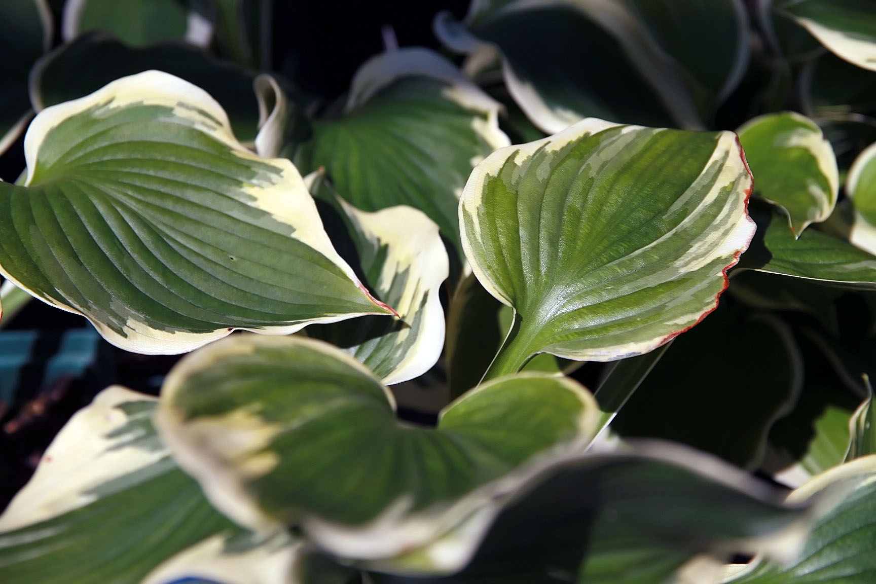 Hosta 'Band of Gold'