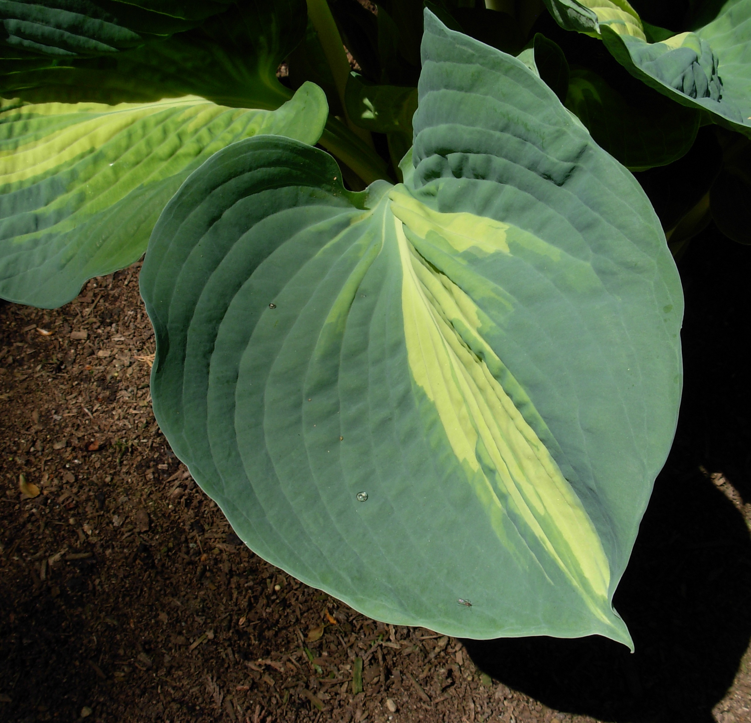 Hosta 'Bellevue'