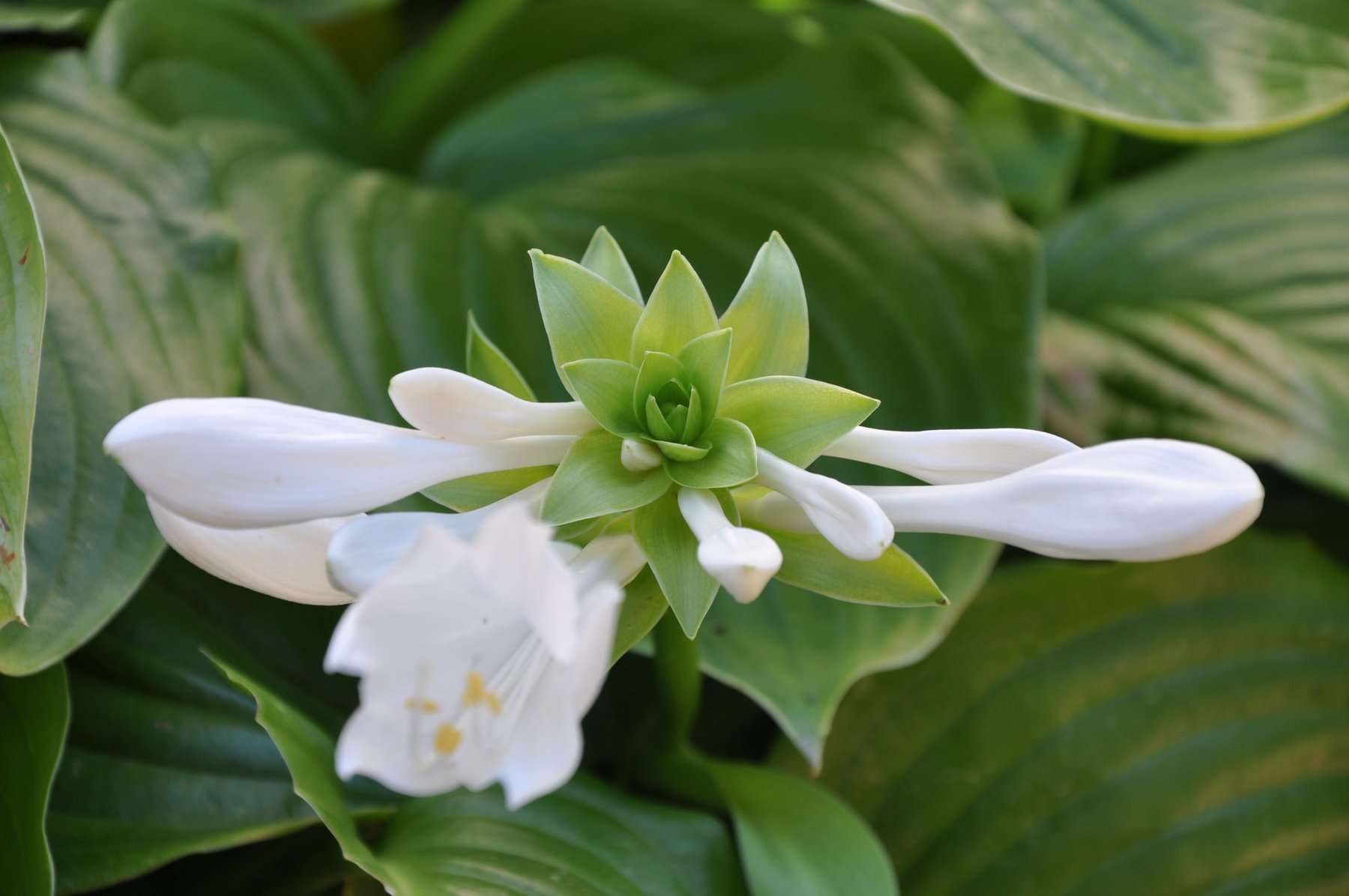Hosta 'Ben'
