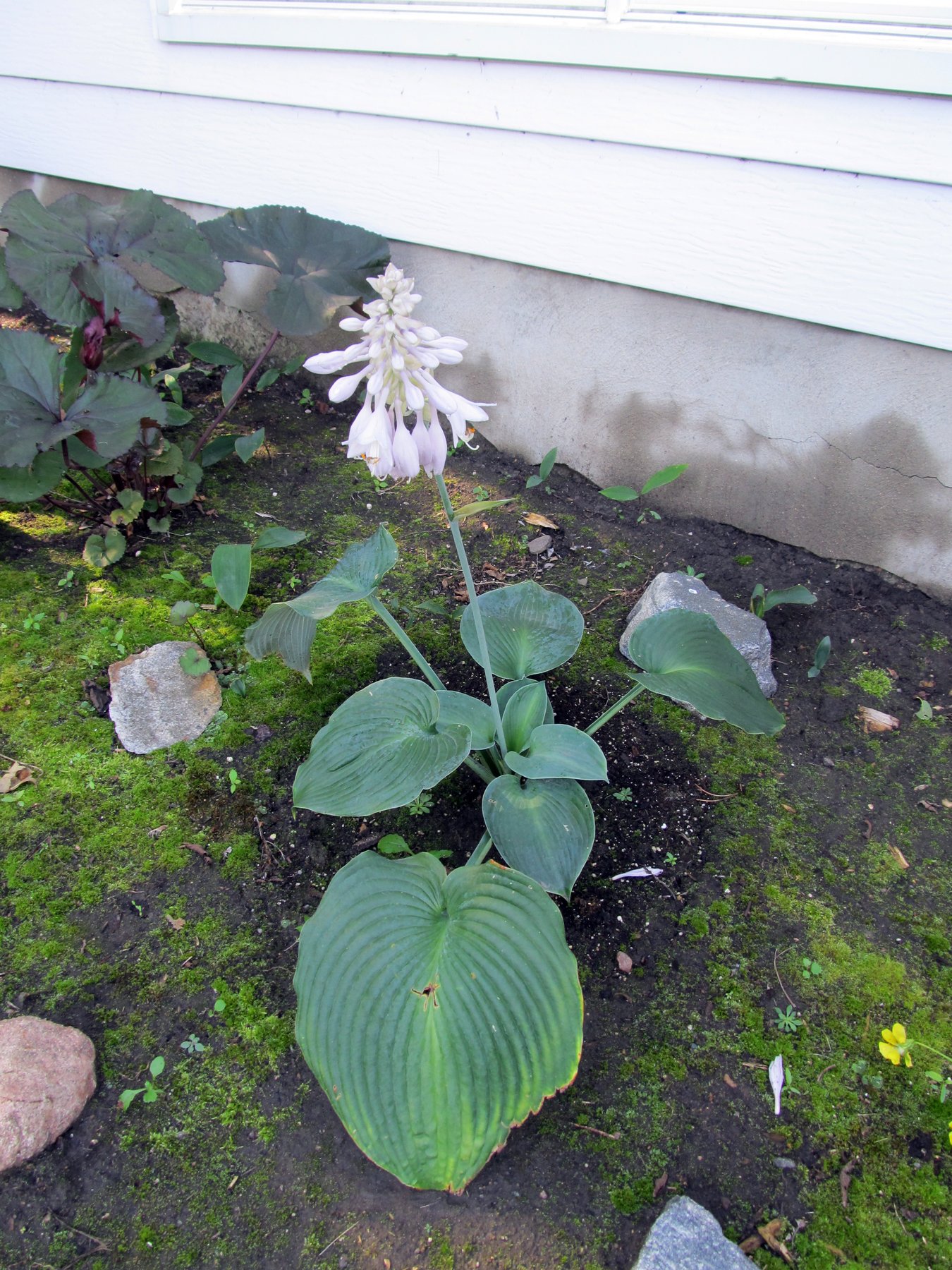 Hosta 'Big and Blue'
