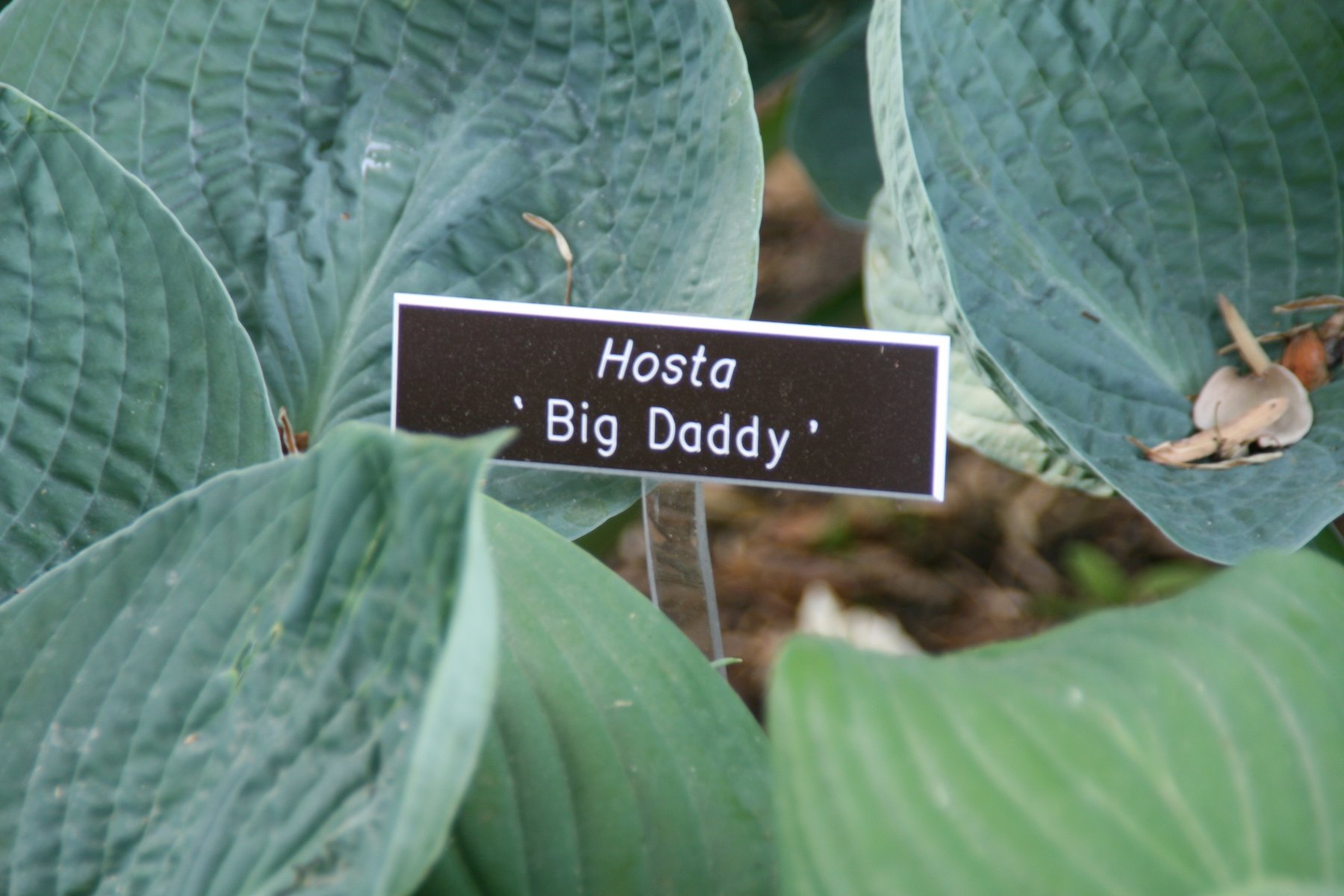 Hosta 'Big Daddy'