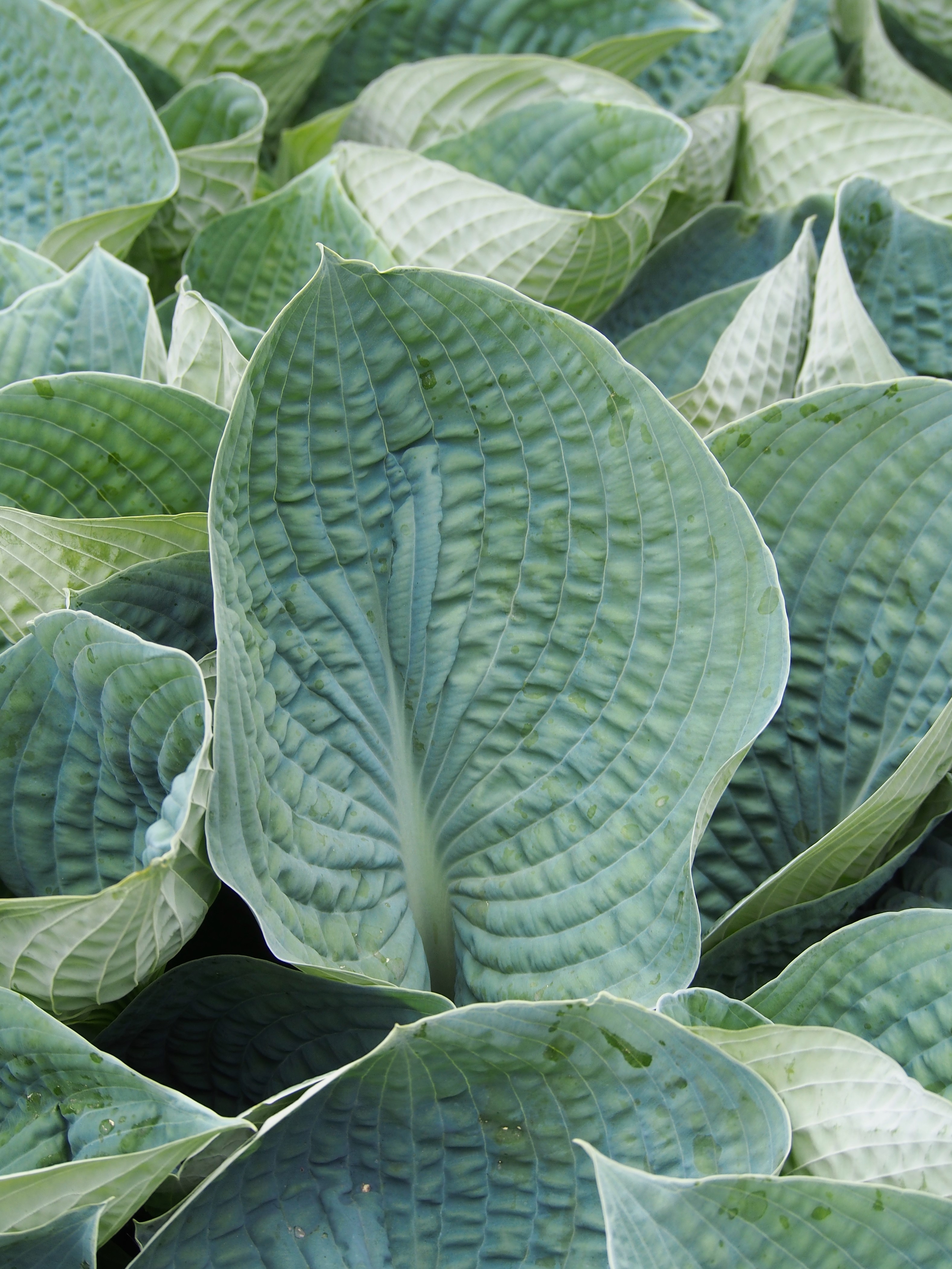 Hosta 'Big Mama'