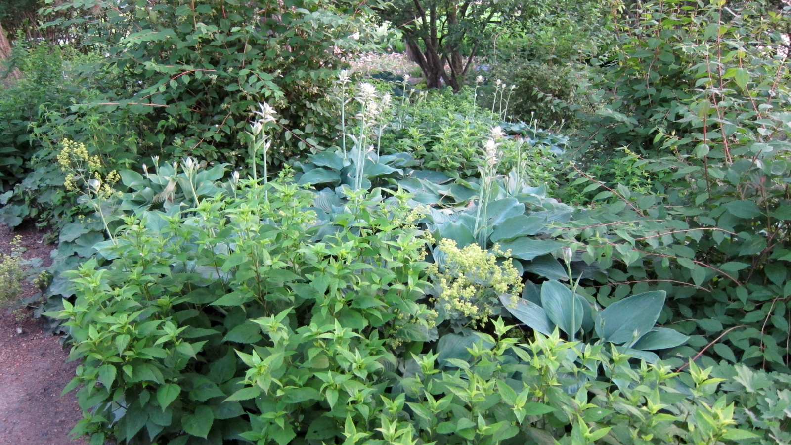 Hosta 'Blizzard'