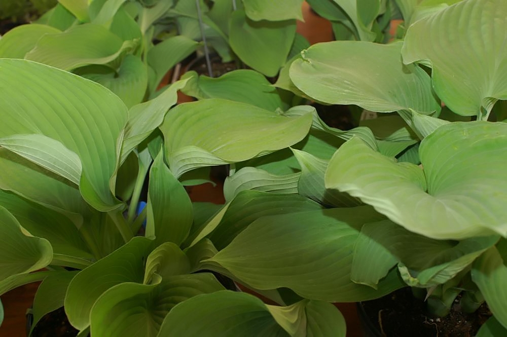Hosta 'Blue Angel'