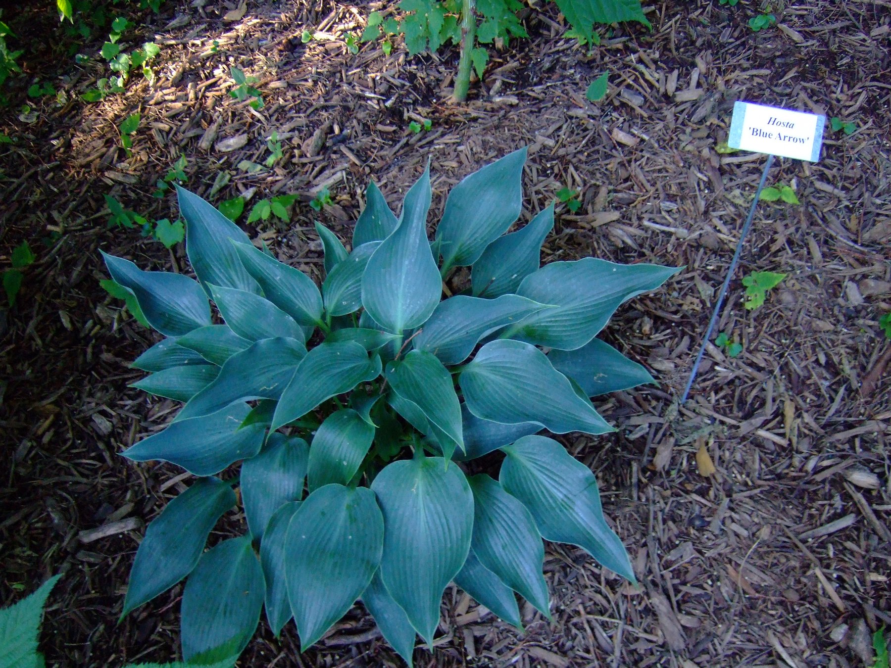 Hosta 'Blue Arrow'