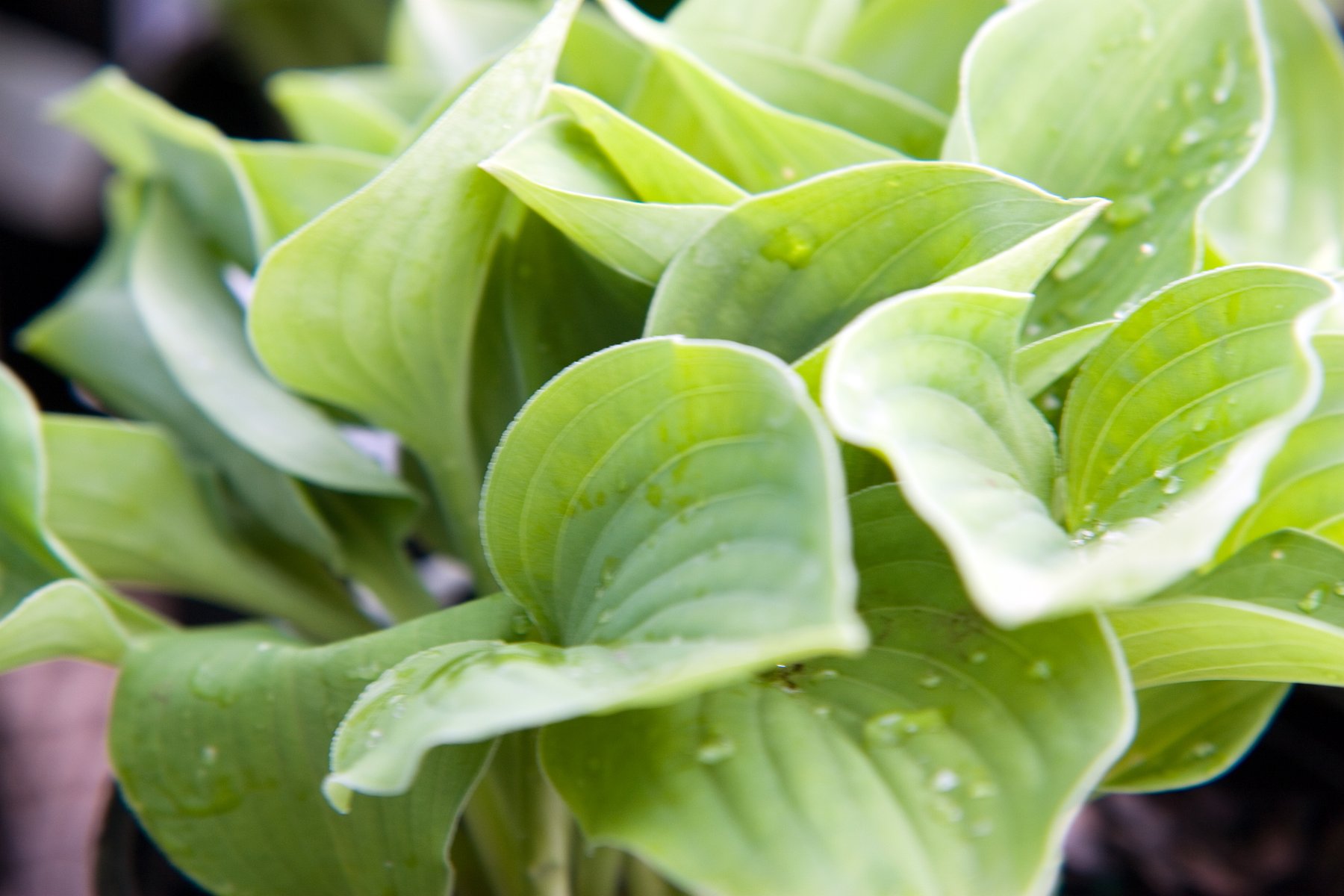 Hosta 'Blue Cadet'