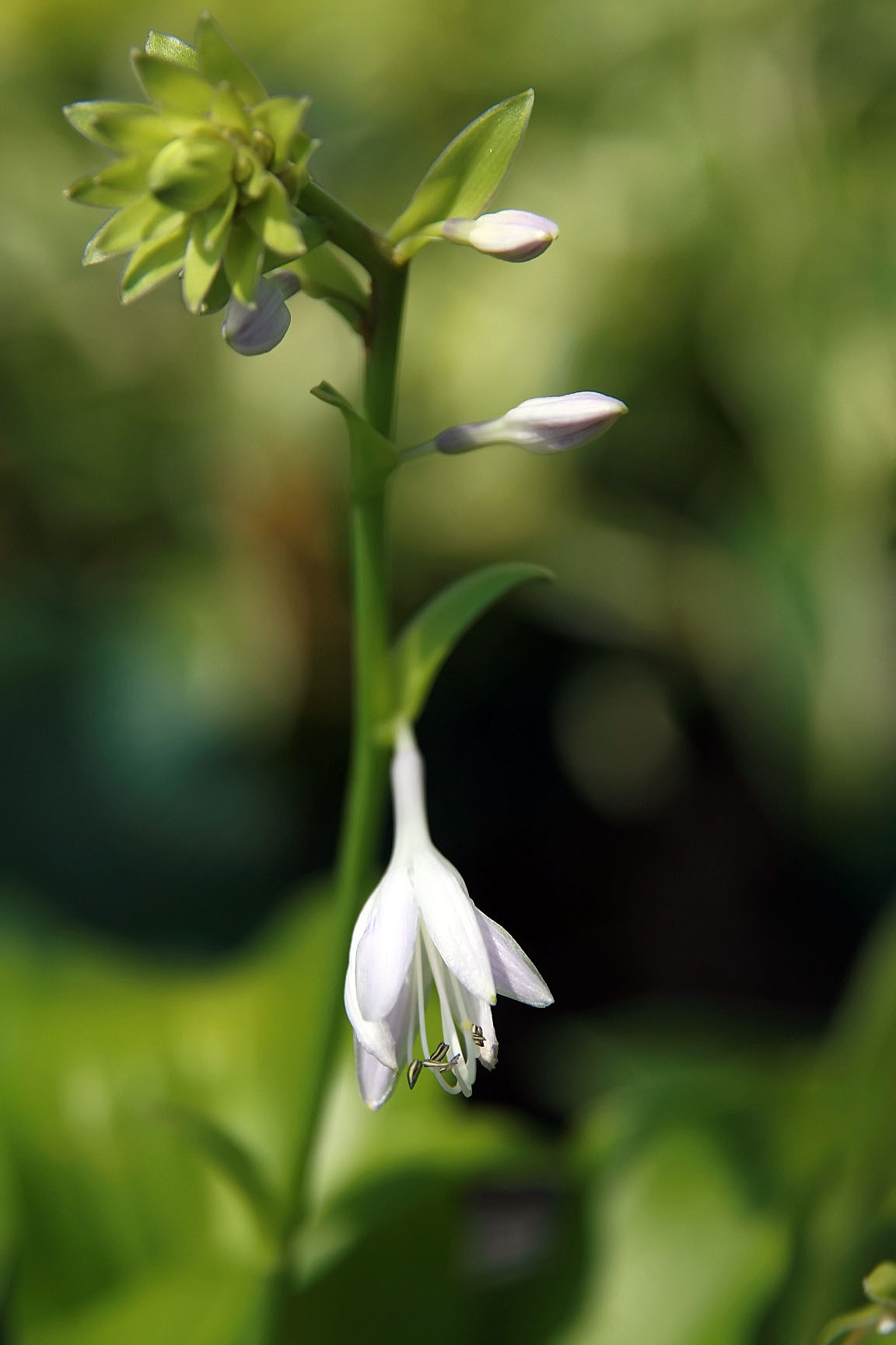 Hosta 'Blue Lady'