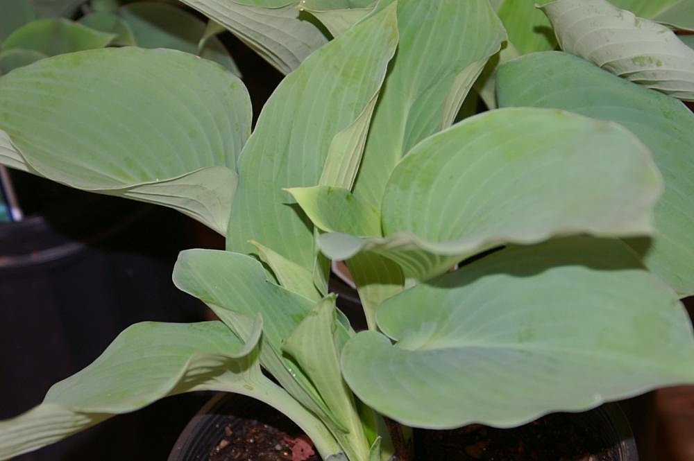 Hosta 'Blue Mammoth'