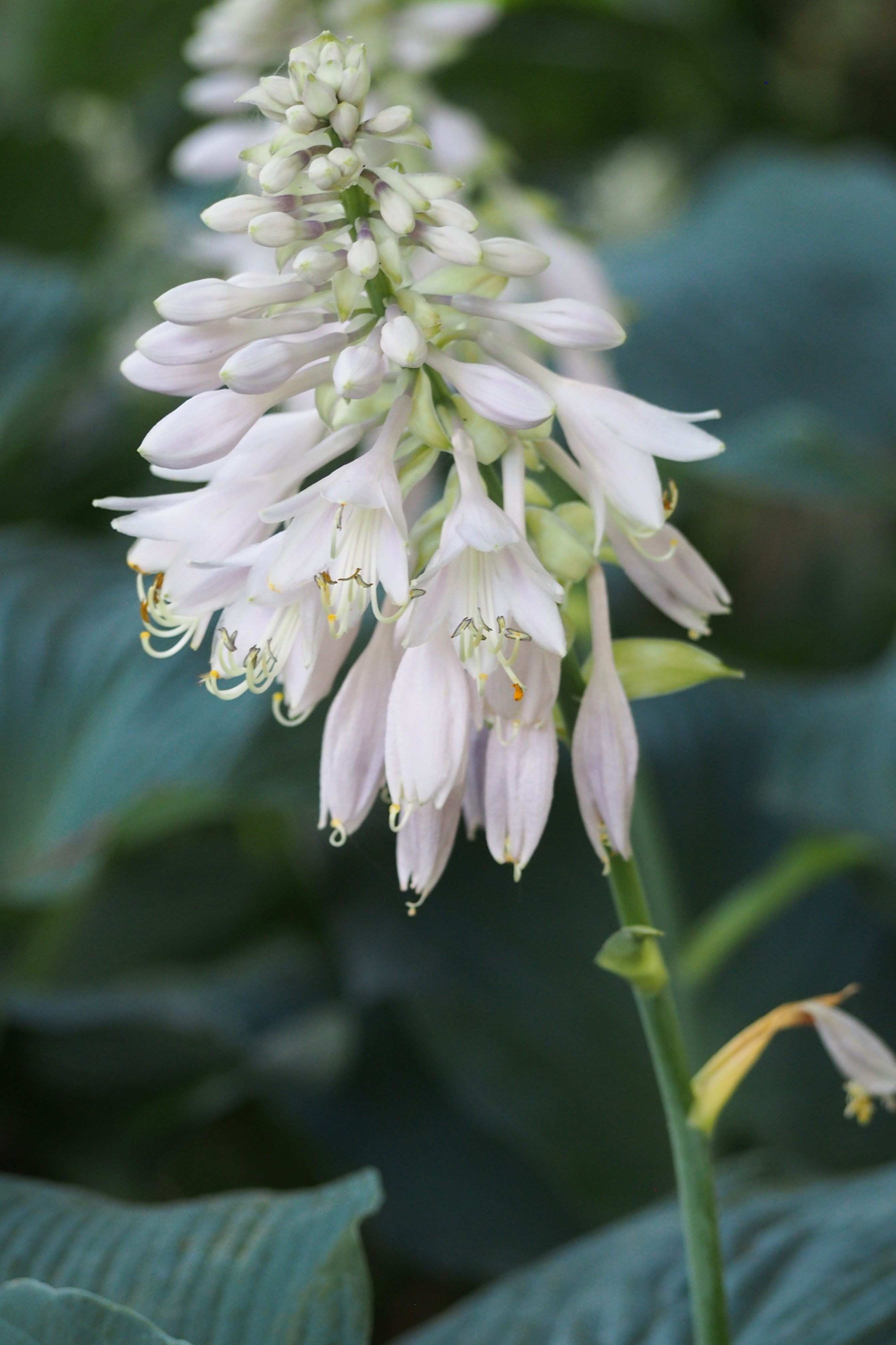 Hosta 'Blue Rock'