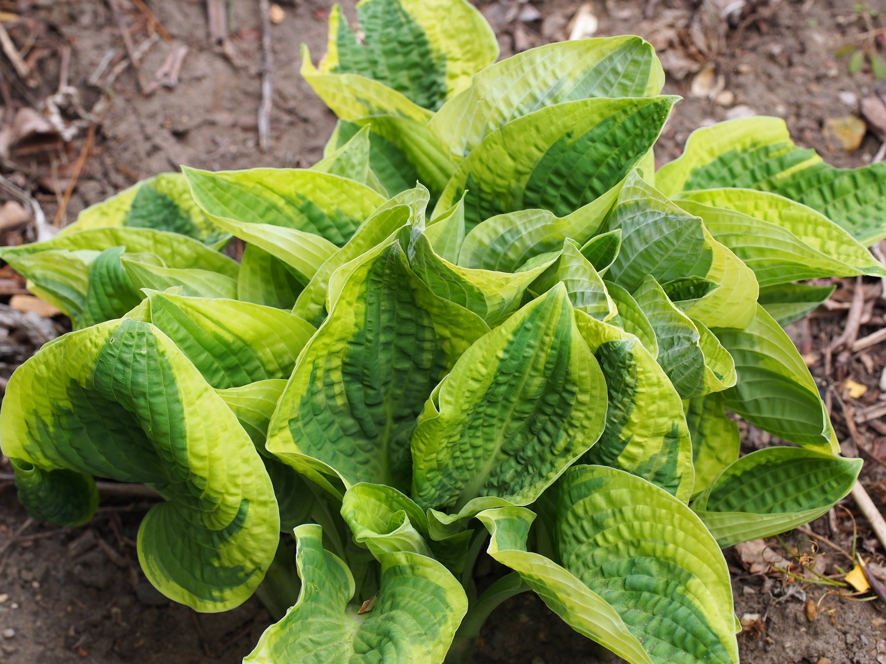 Photograph of Hosta 'Blue Tinge'