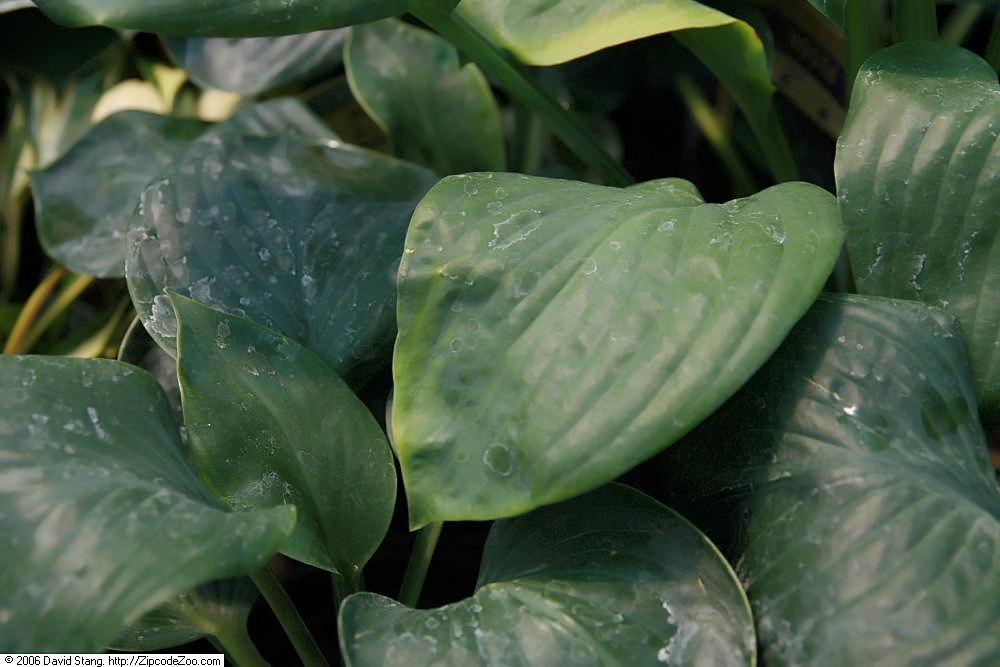 Hosta 'Blue Umbrellas'