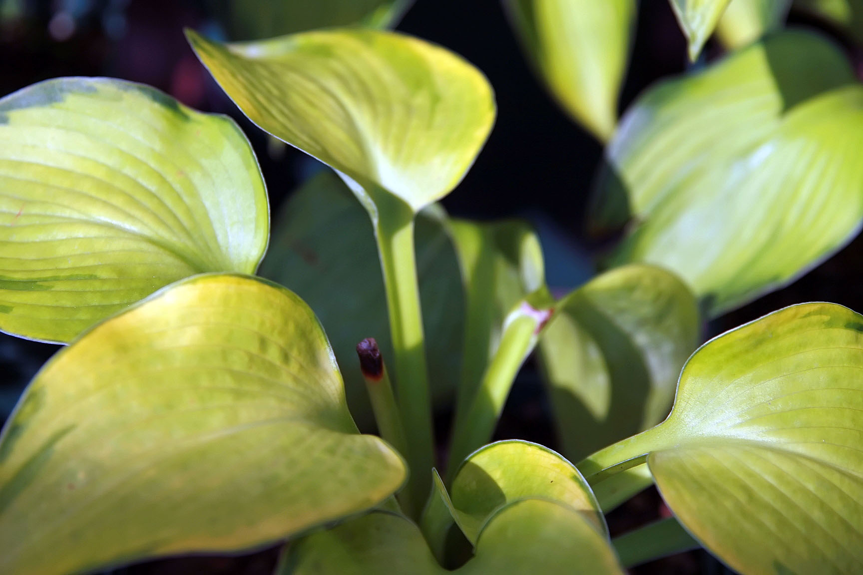 Hosta 'Bright Lights'