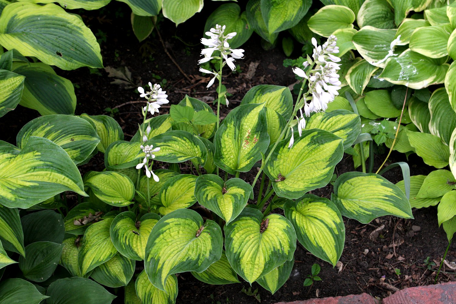 Photograph of Hosta 'Cadillac'