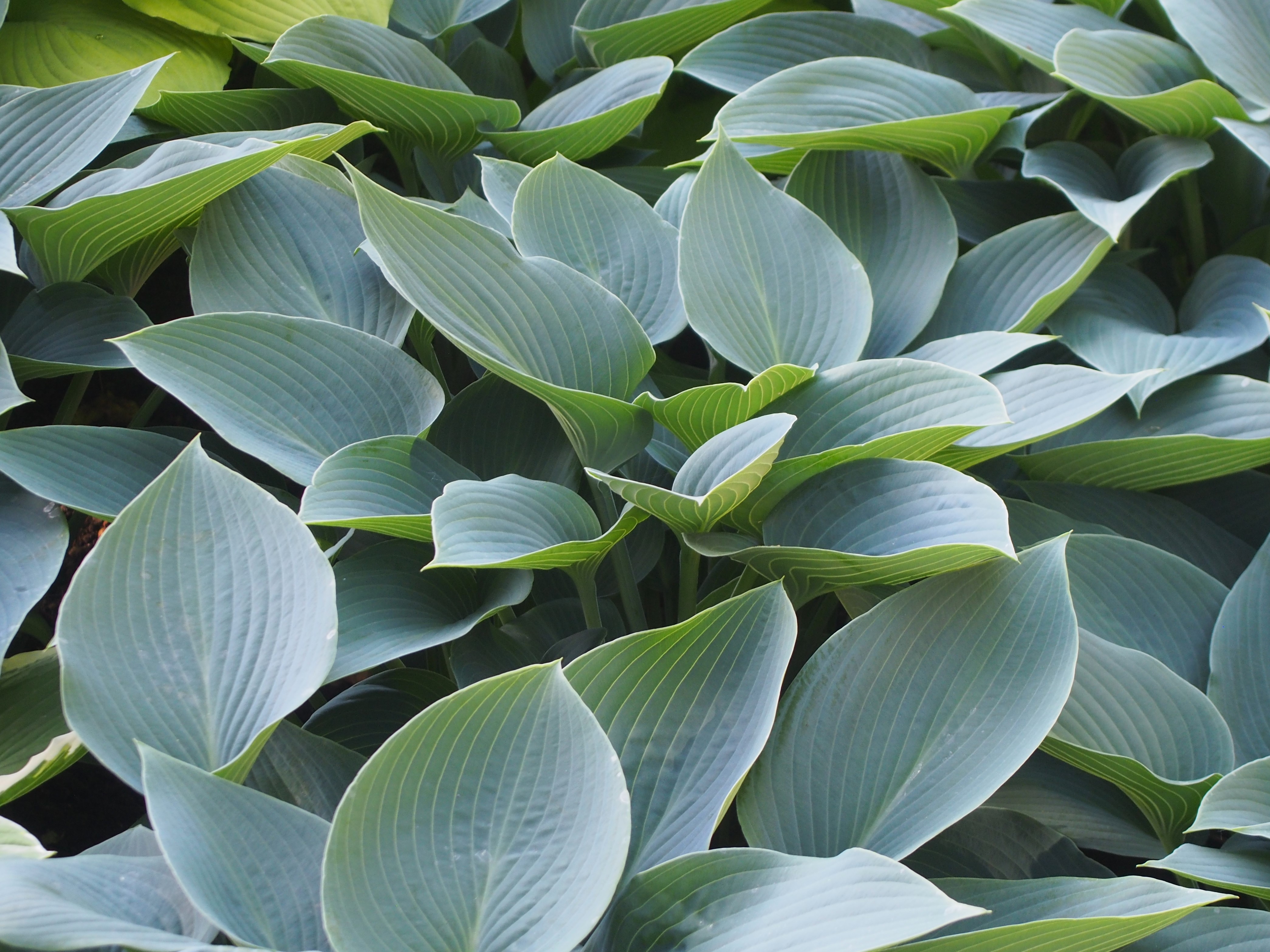 Hosta 'Canadian Blue'
