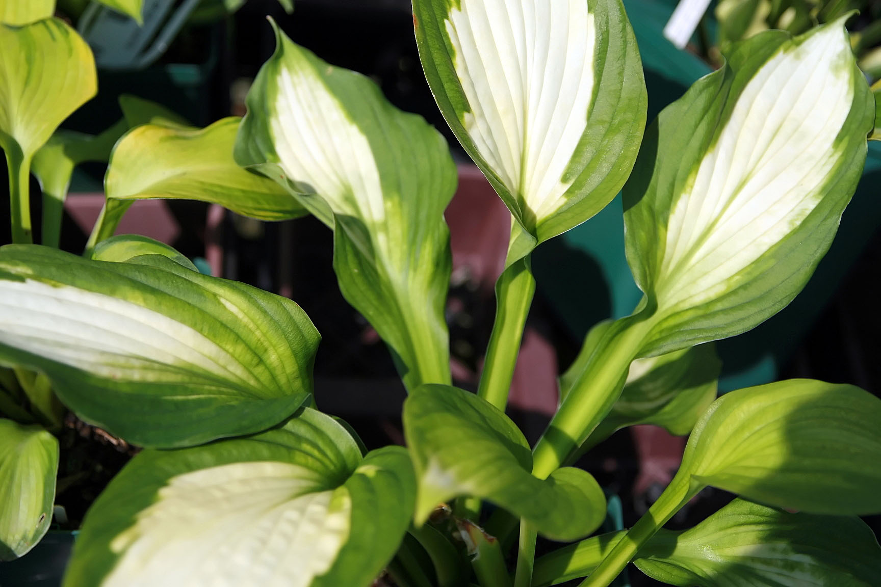 Photograph of Hosta 'Captain Kirk'
