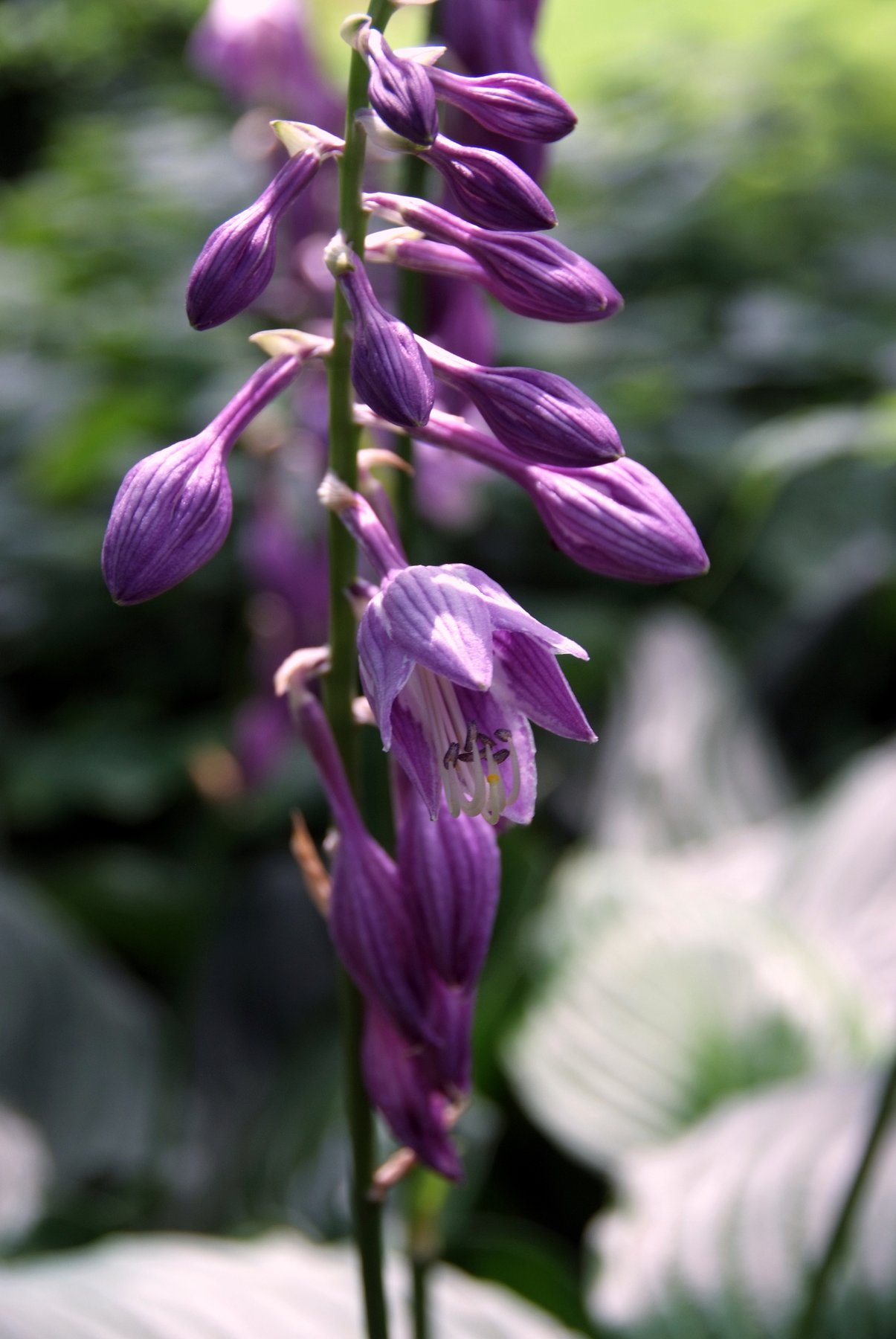 Hosta 'Carl'