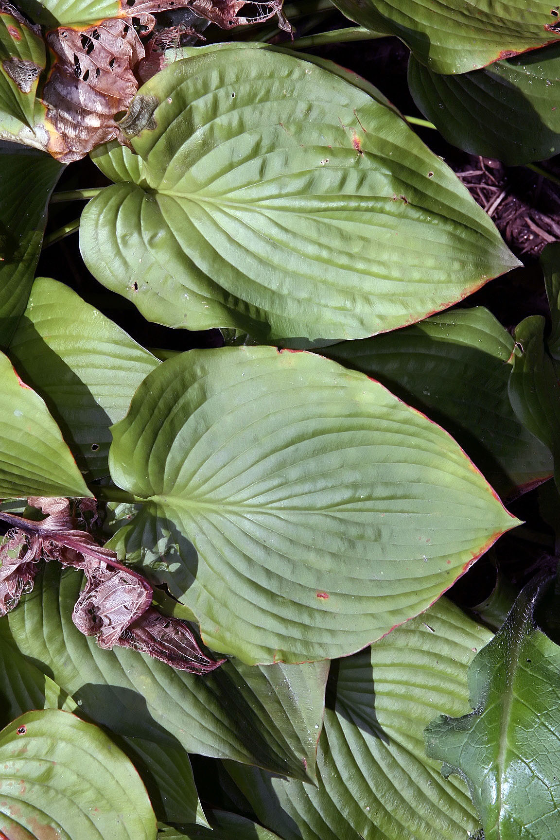 Hosta 'Carolina Blue'