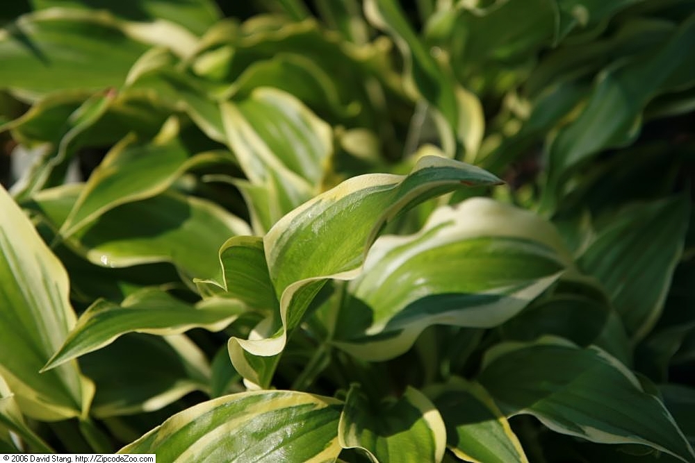 Hosta 'Carolina Sunshine'