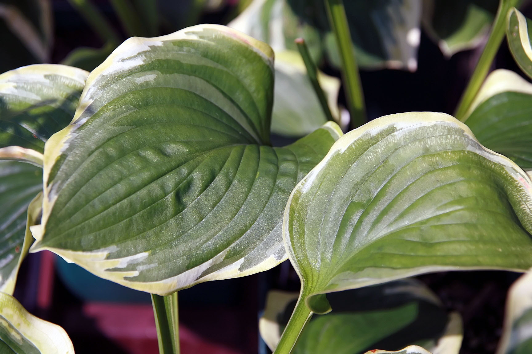 Hosta 'Celestial'