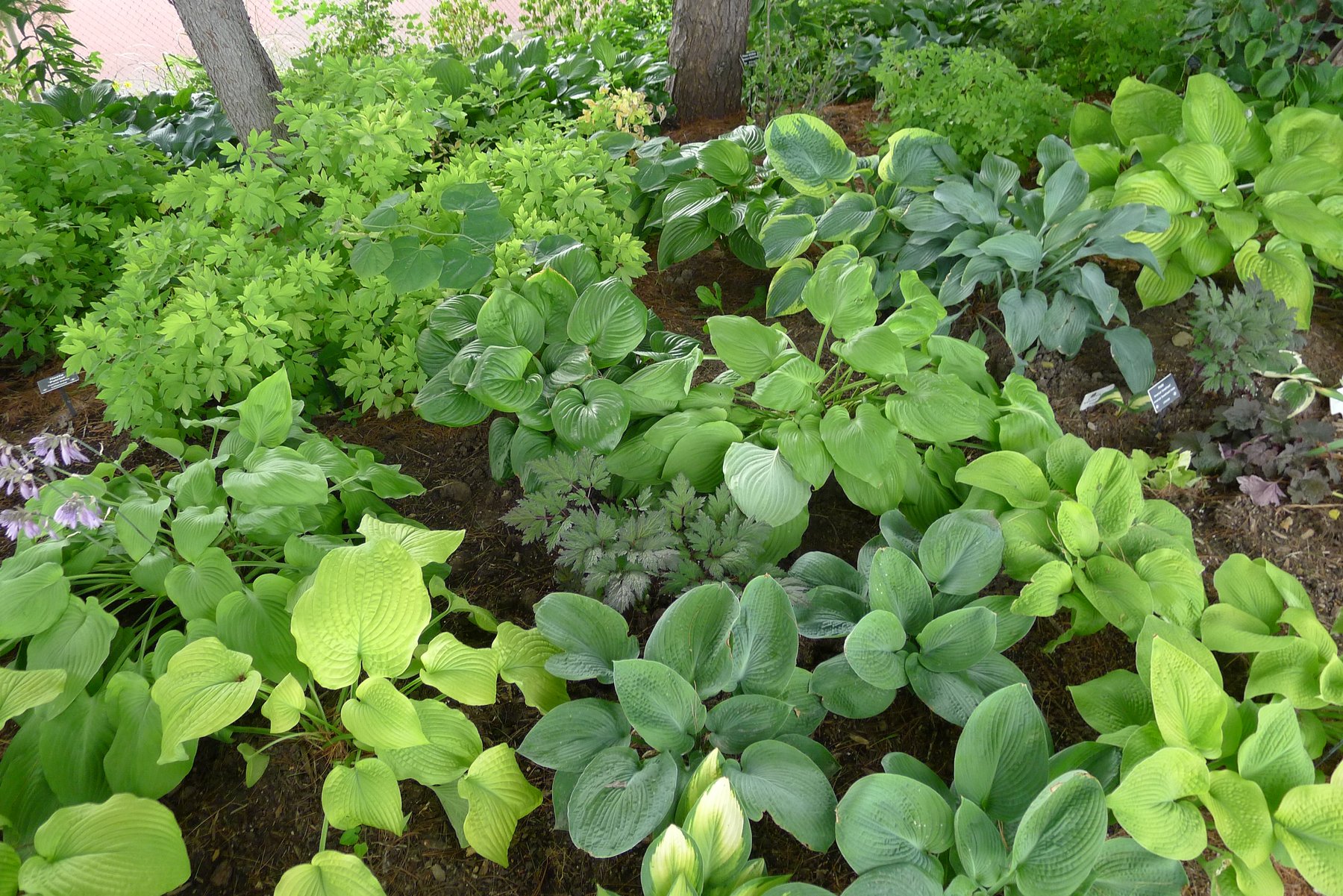 Hosta 'Centennial'