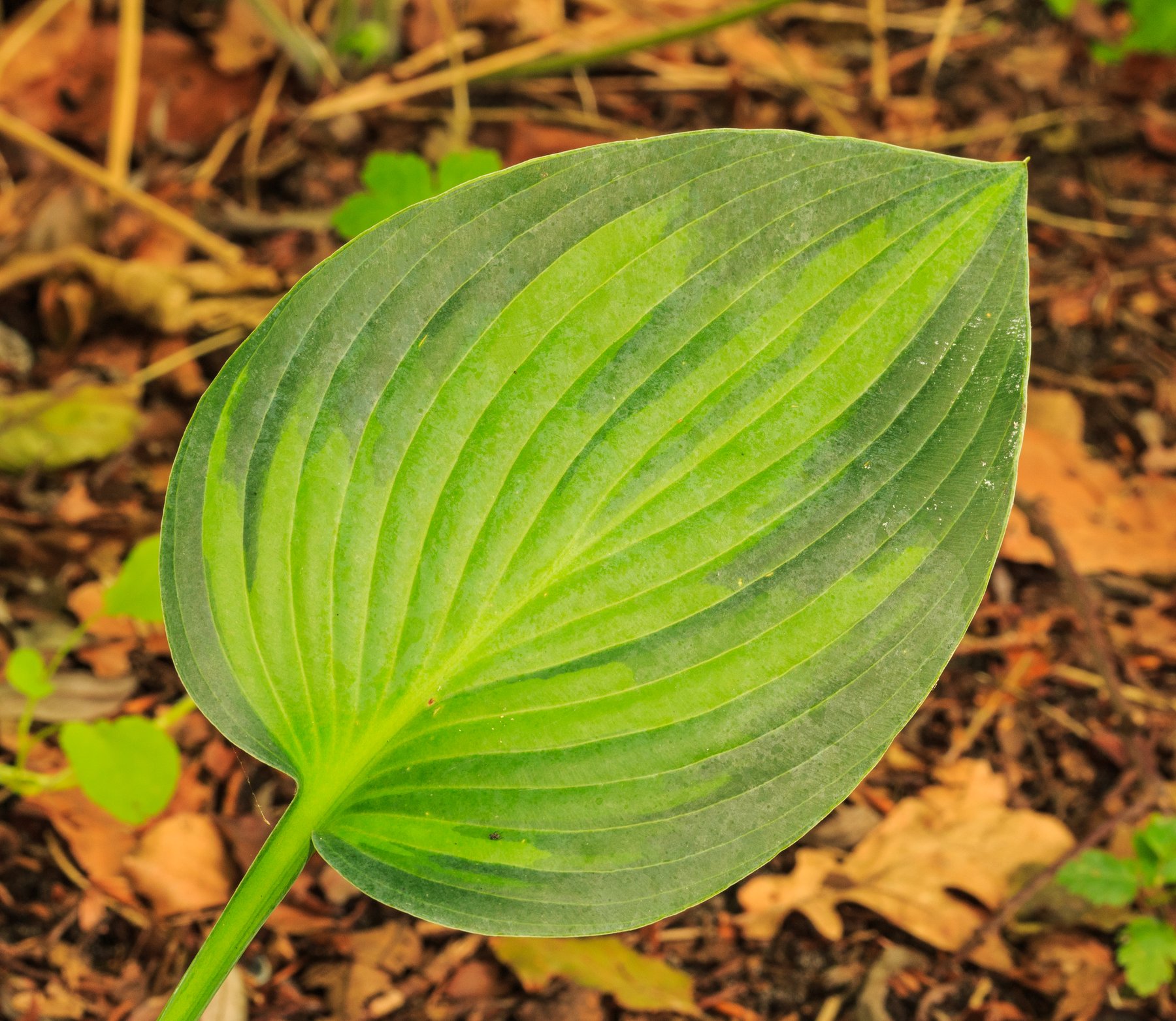 Hosta 'Challenger'